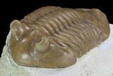 Inflated Asaphus Cornutus Trilobite - Russia #99244-3